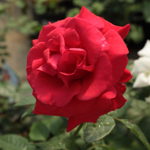 Vörös - teahibrid rózsa